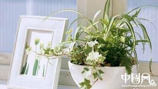 室內(nèi)的植物風水