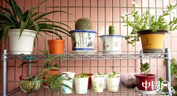 陽臺(tái)種什么植物風(fēng)水好
