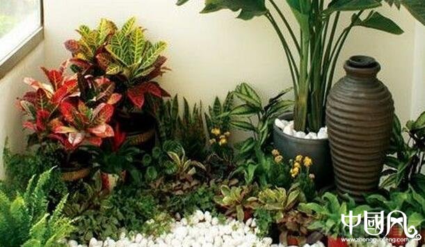 陽臺(tái)種什么植物風(fēng)水好