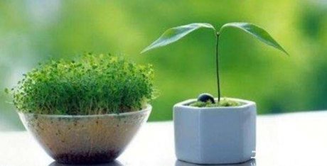 各種室內的植物風水